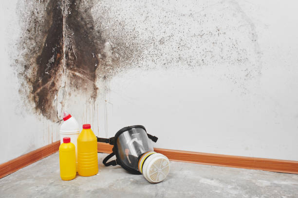 Reliable El Dorado, AR Mold Remediation Solutions