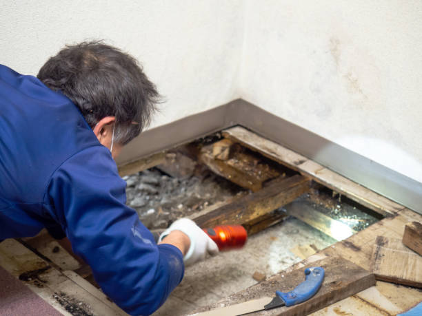 Best Mold Testing and Inspection Services in El Dorado, AR