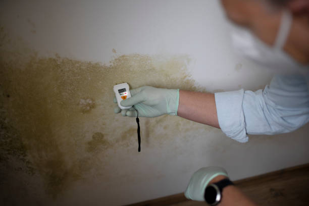 Best Health and Safety Mold Remediation in El Dorado, AR