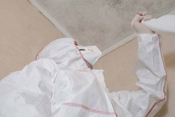 Best Insurance-Related Mold Remediation in El Dorado, AR