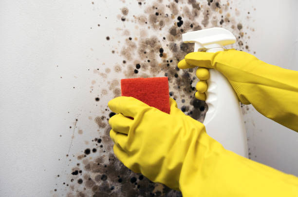 Best Emergency Mold Remediation in El Dorado, AR