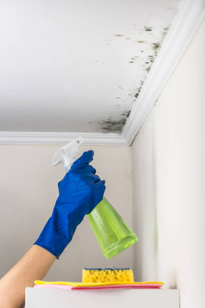 Best Residential Mold Remediation in El Dorado, AR